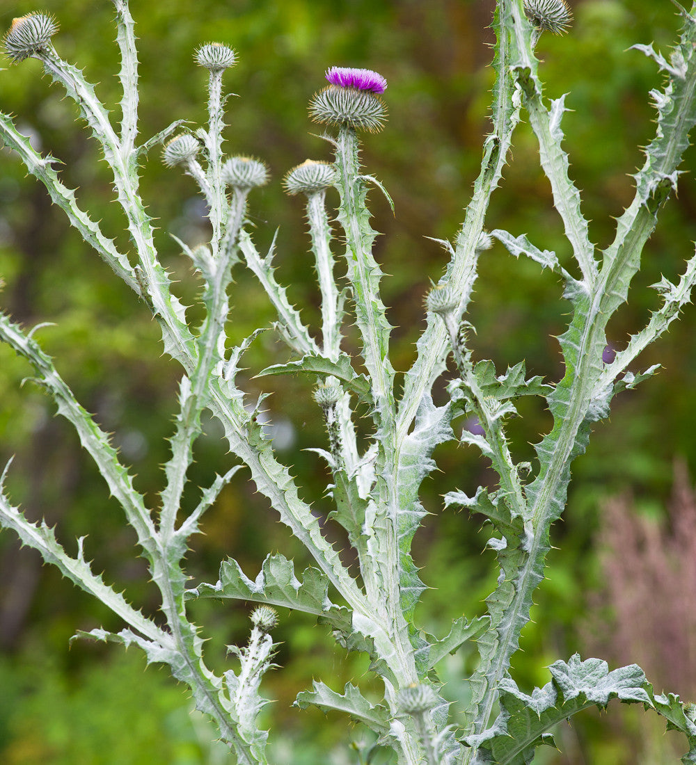 Onopordum acanthium