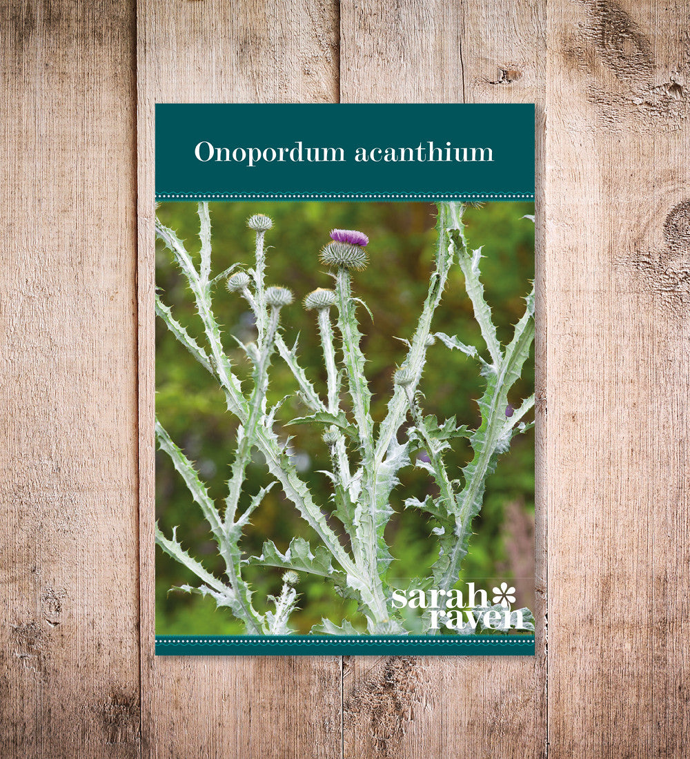 Onopordum acanthium