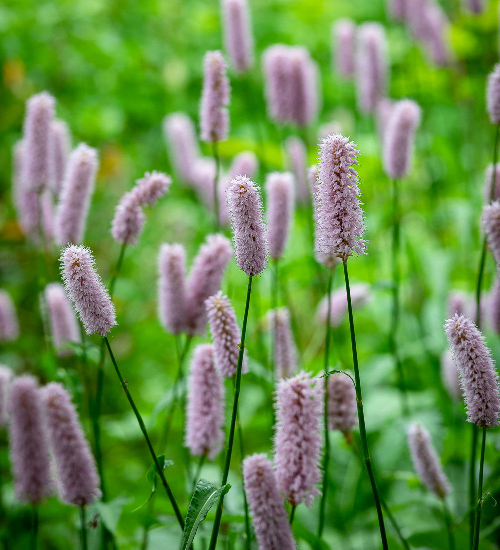 Persicaria bistorta