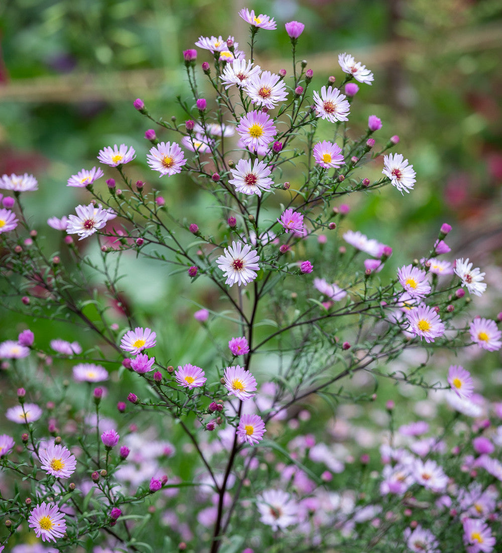 Symphyotrichum novi-belgii 'Vasterival'