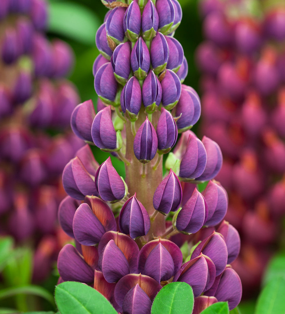 Lupinus 'Masterpiece' (Westcountry Series)