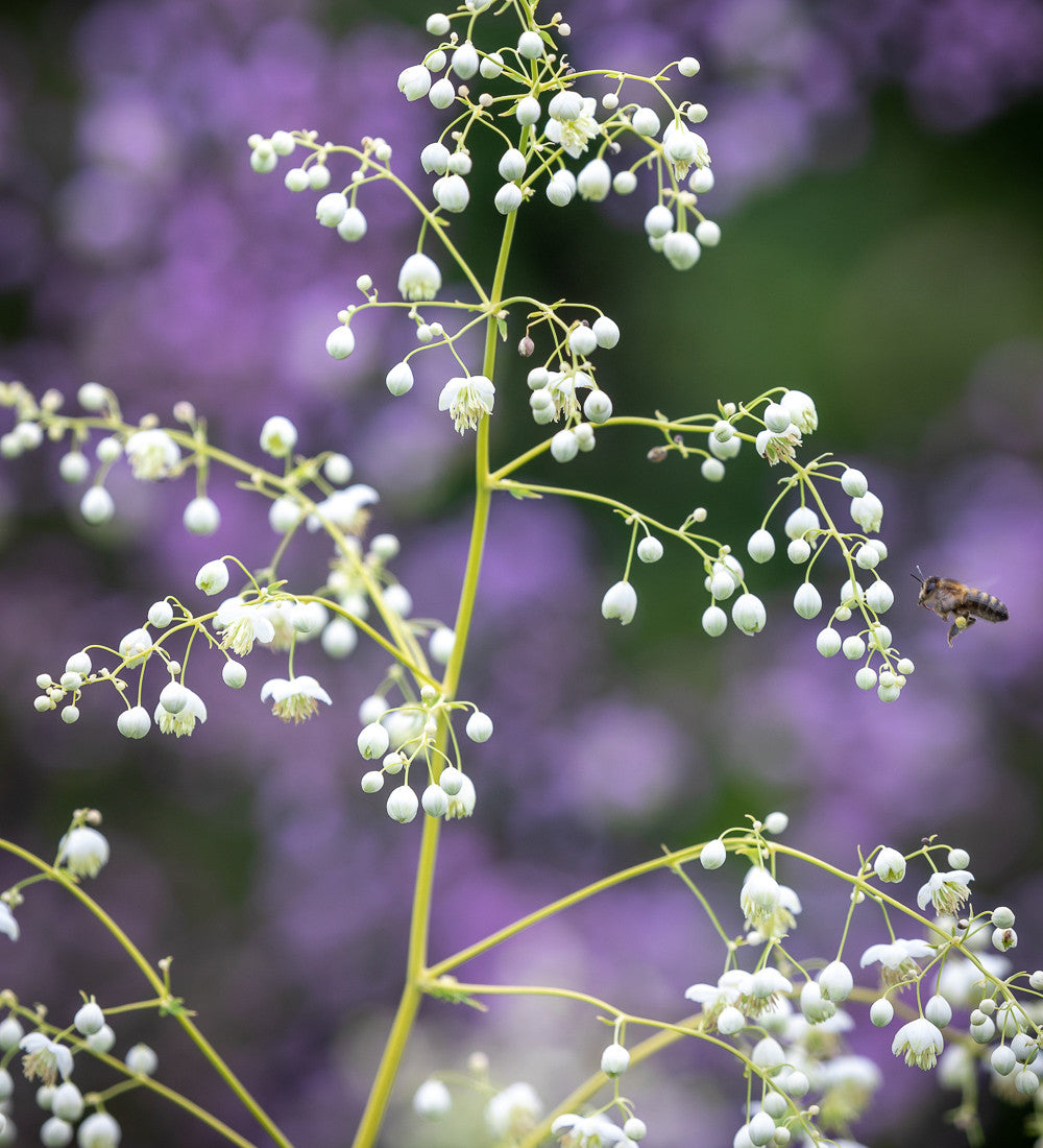 Thalictrum Border Collection
