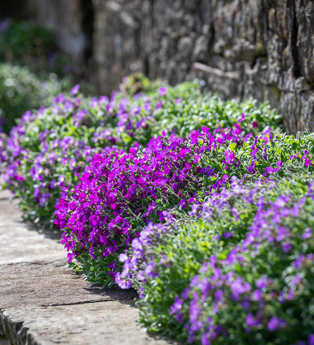 Aubrieta deltoidea 'Cascade Mix'