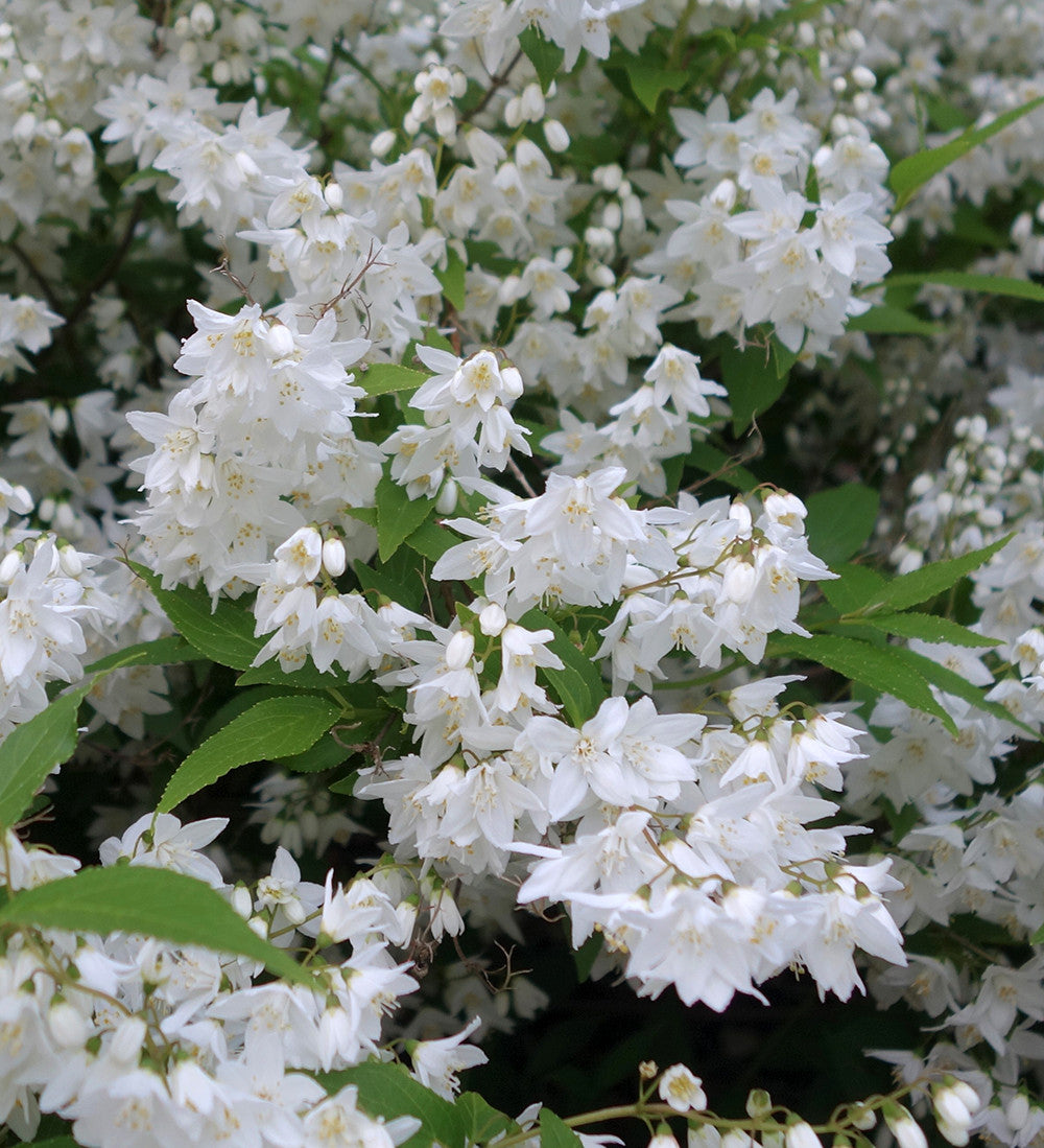 Deutzia gracilis 'Nikko'