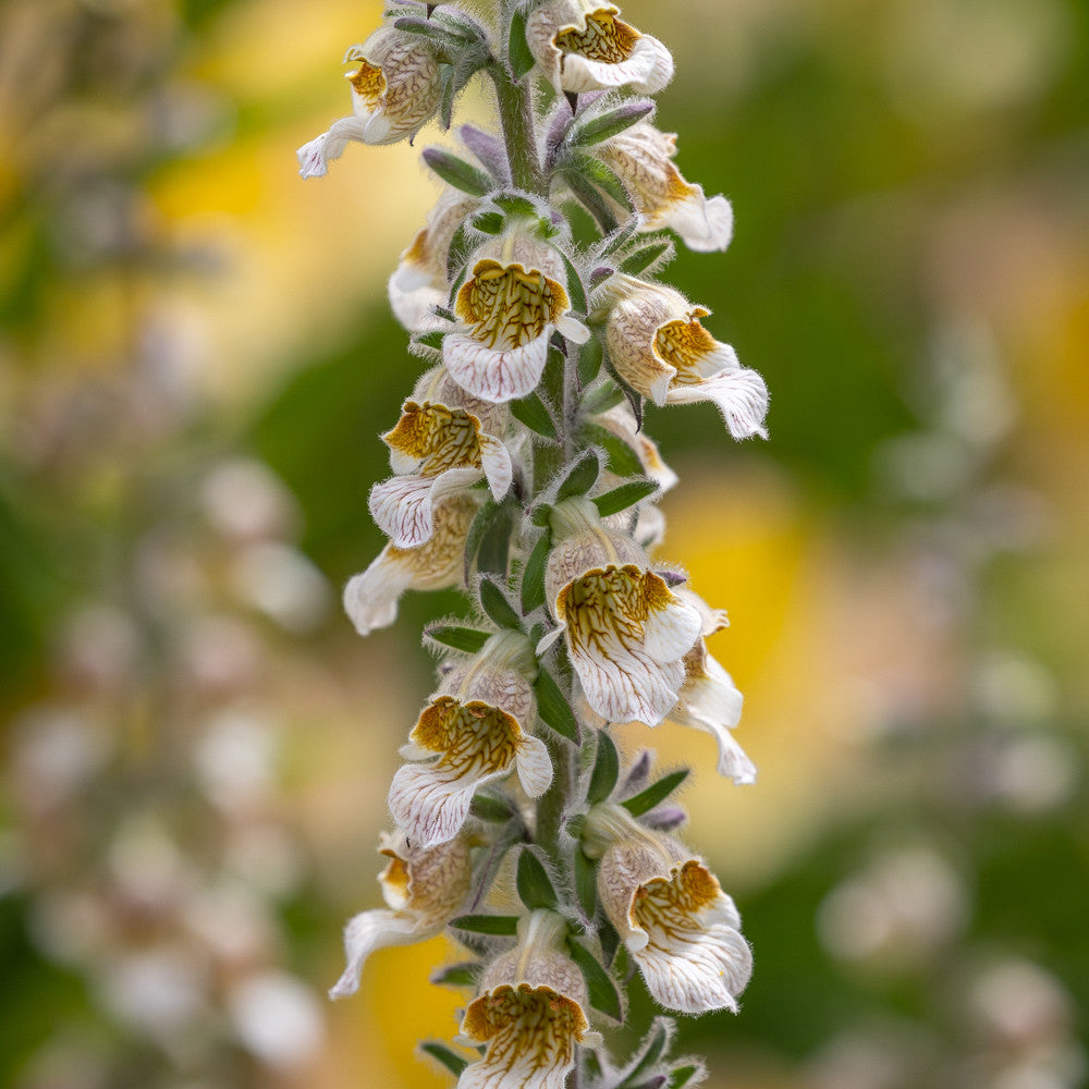 Digitalis lanata 'Café Crème'