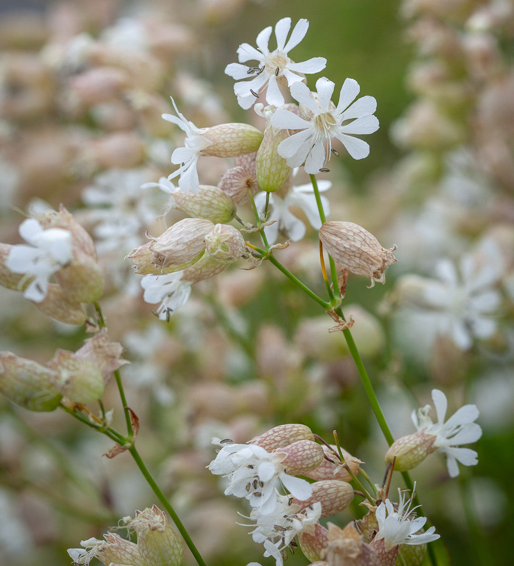 Bladder Campion (Silene vulgaris)