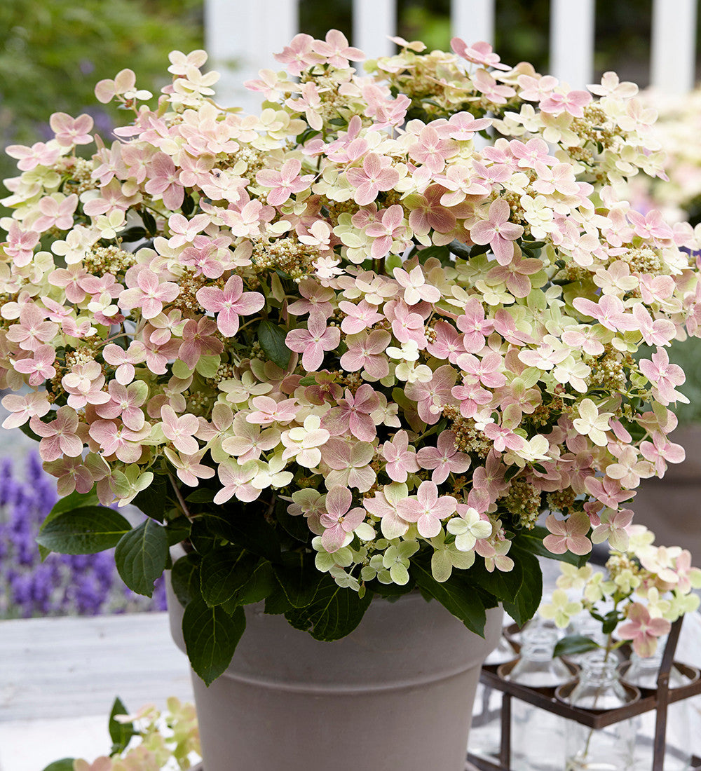 Hydrangea paniculata 'Polestar'