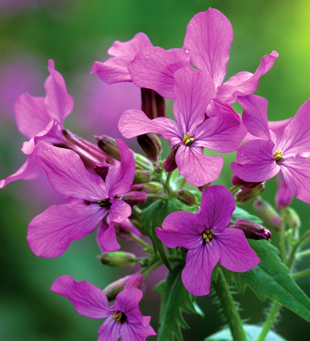 Lunaria annua