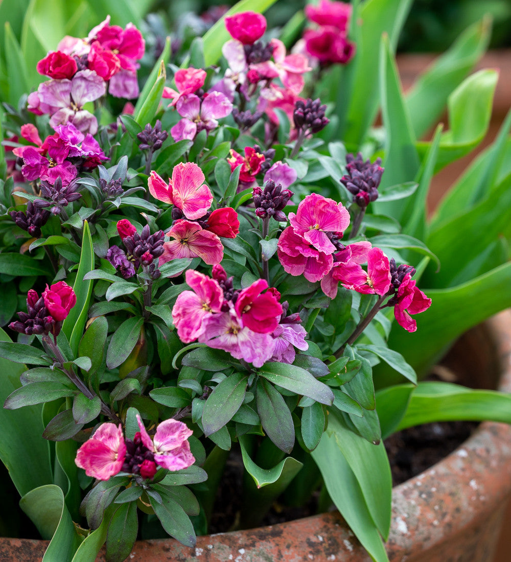 Crimson and Black Velvet Pot Collection
