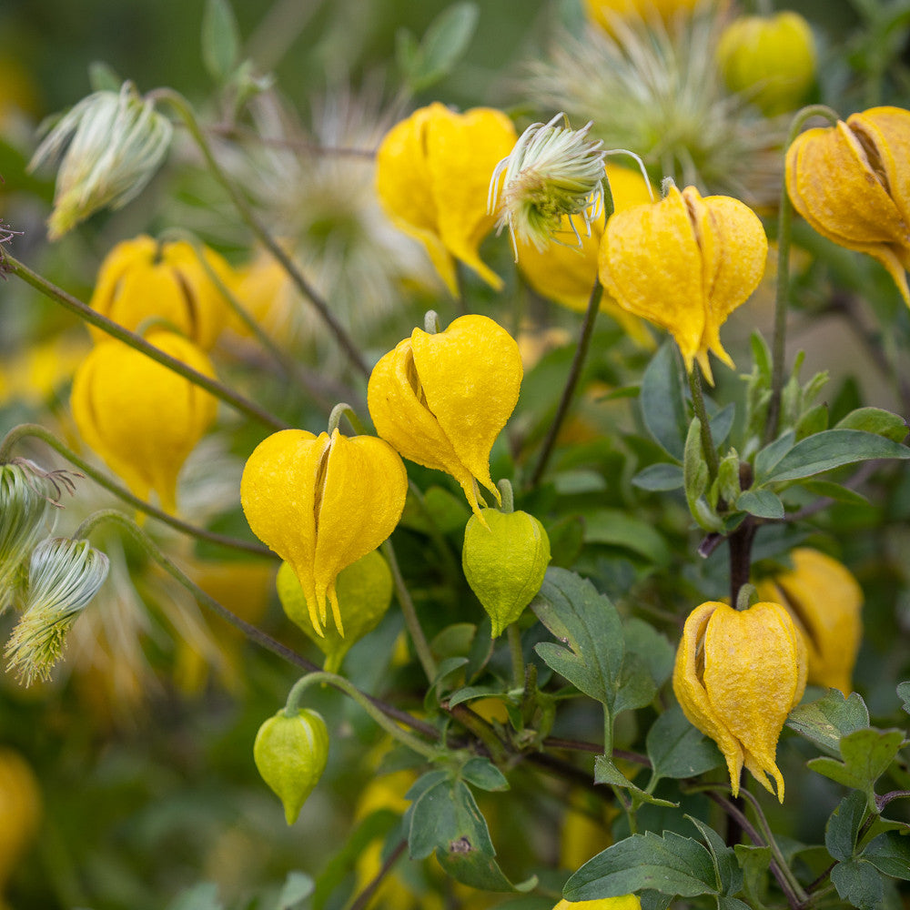 Clematis tangutica 'Little Lemons'