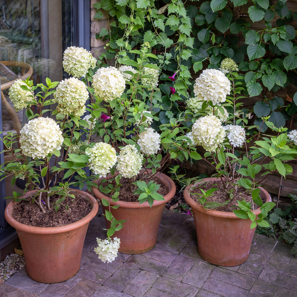 Buy Hydrangea paniculata 'Skyfall' | Sarah Raven