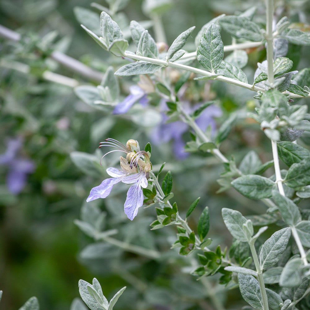 Teucrium fruticans