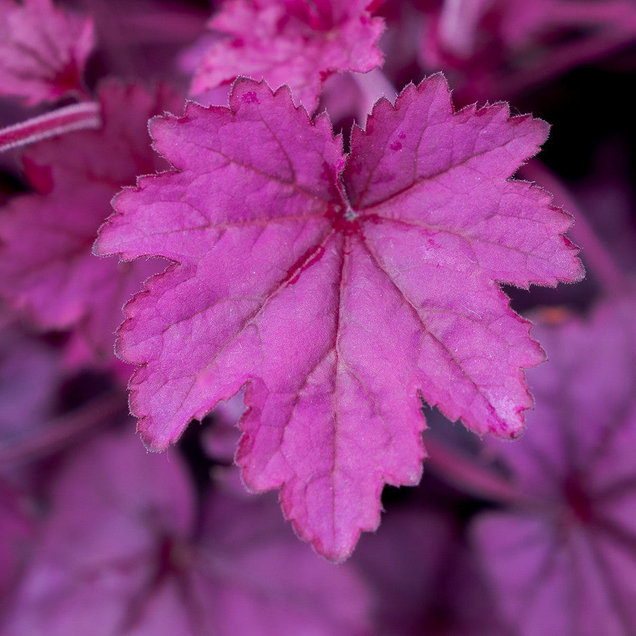 Heuchera 'Wild Rose' (Primo Series)