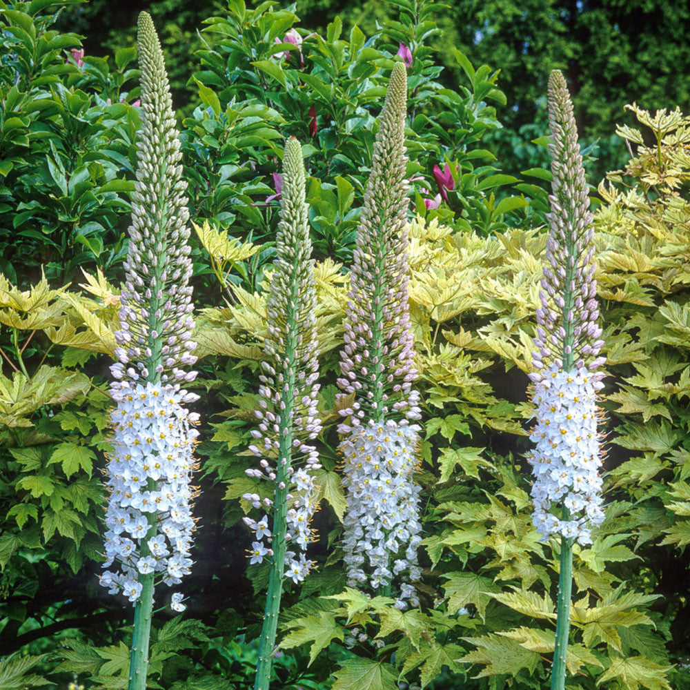 Eremurus robustus