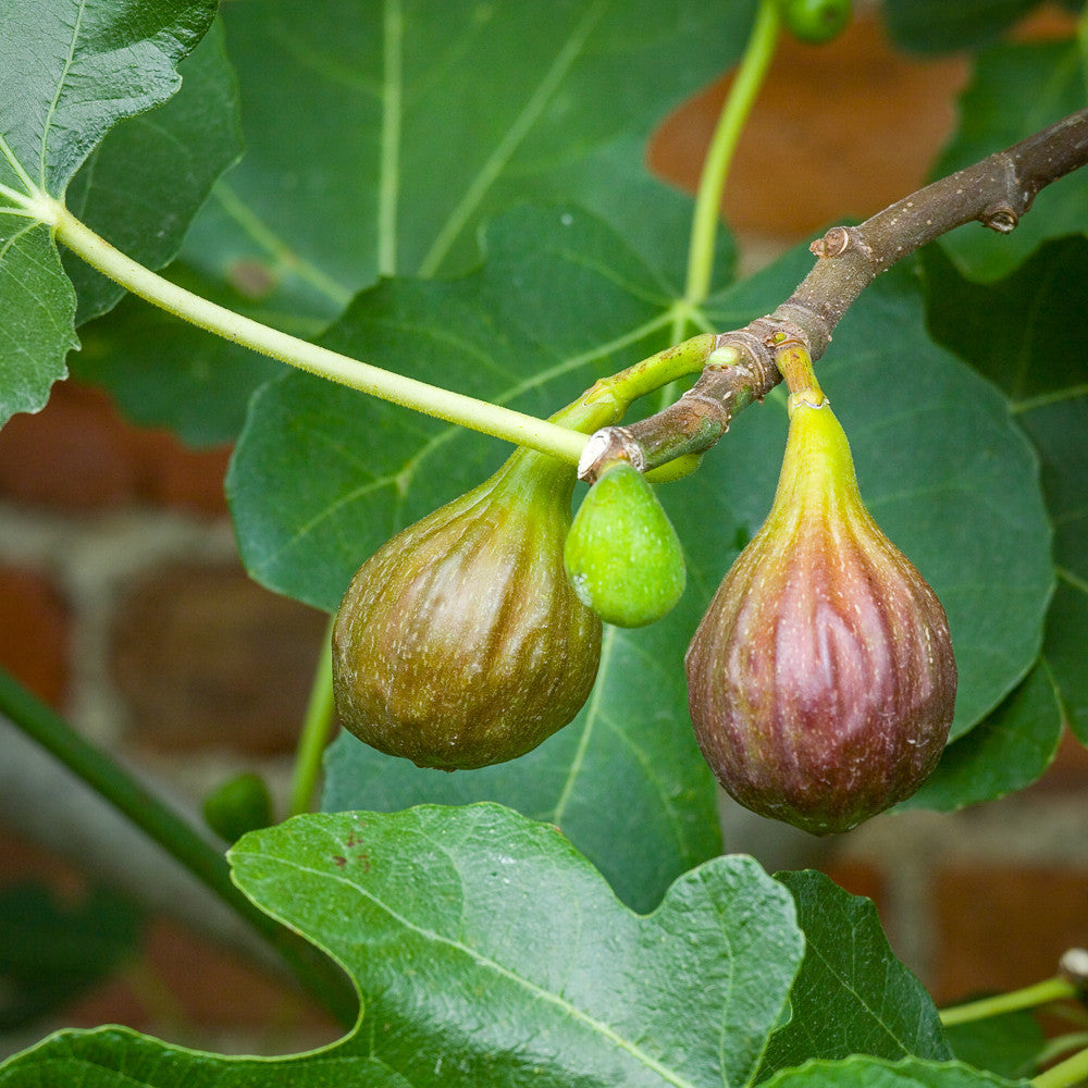 Fig 'Little Miss Figgy' (Ficus carica)