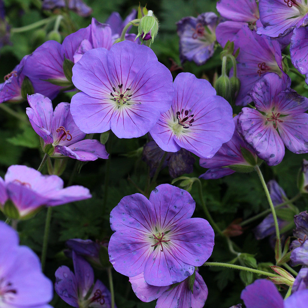 Geranium wallichianum 'Bloom Me Away'