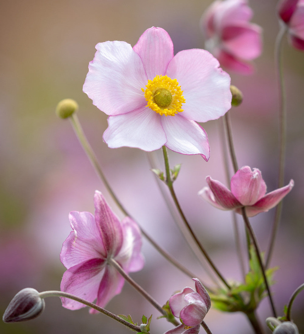 Anemones and Asters for Autumn