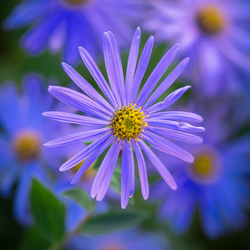 Anemones and Asters for Autumn