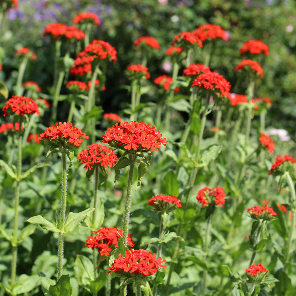 Lychnis chalcedonica