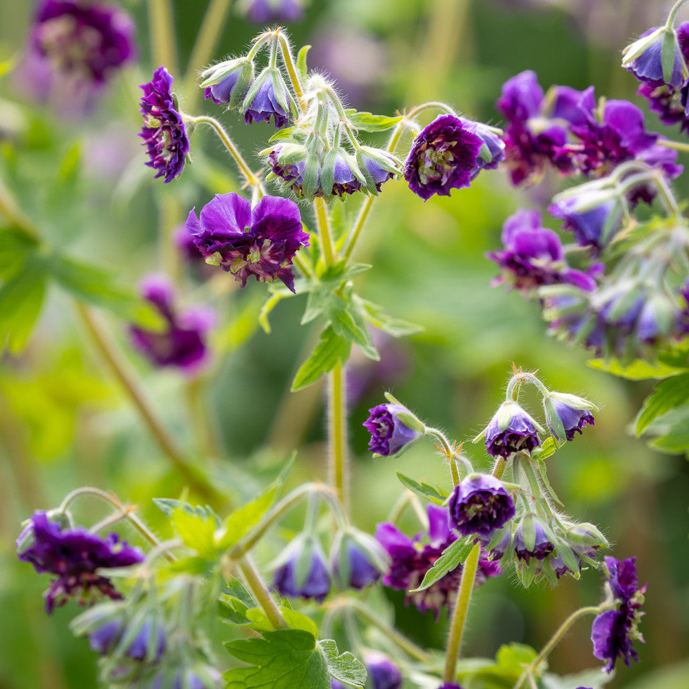 Geranium phaeum 'Joseph Green'