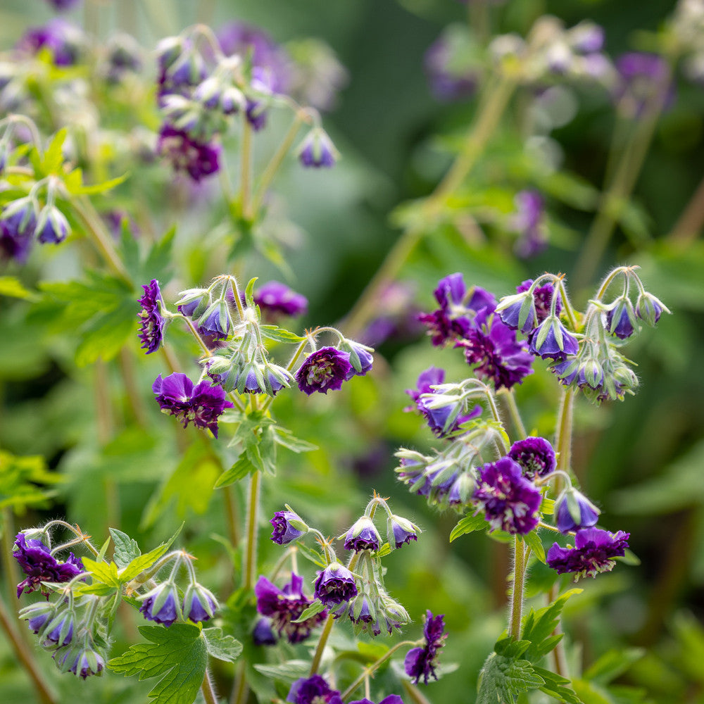 Geranium phaeum 'Joseph Green'