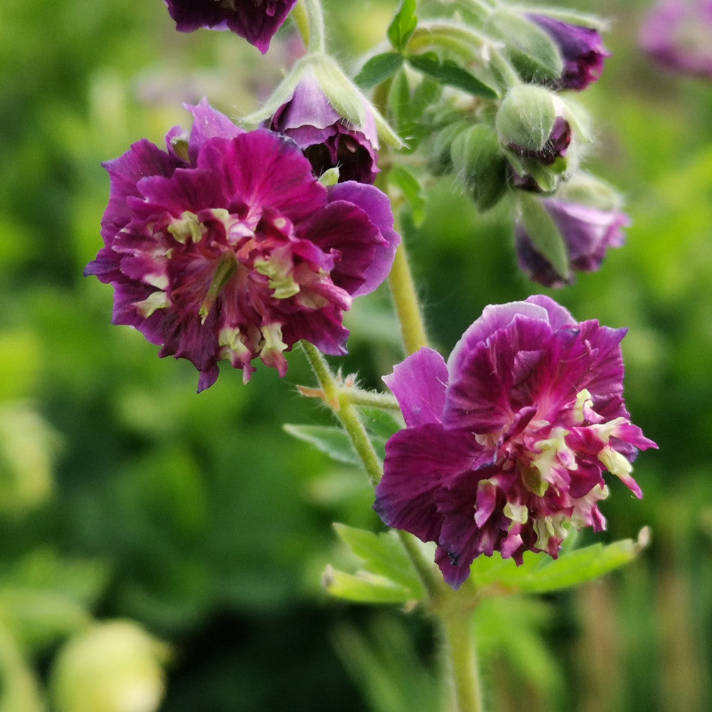 Geranium phaeum 'Joseph Green'