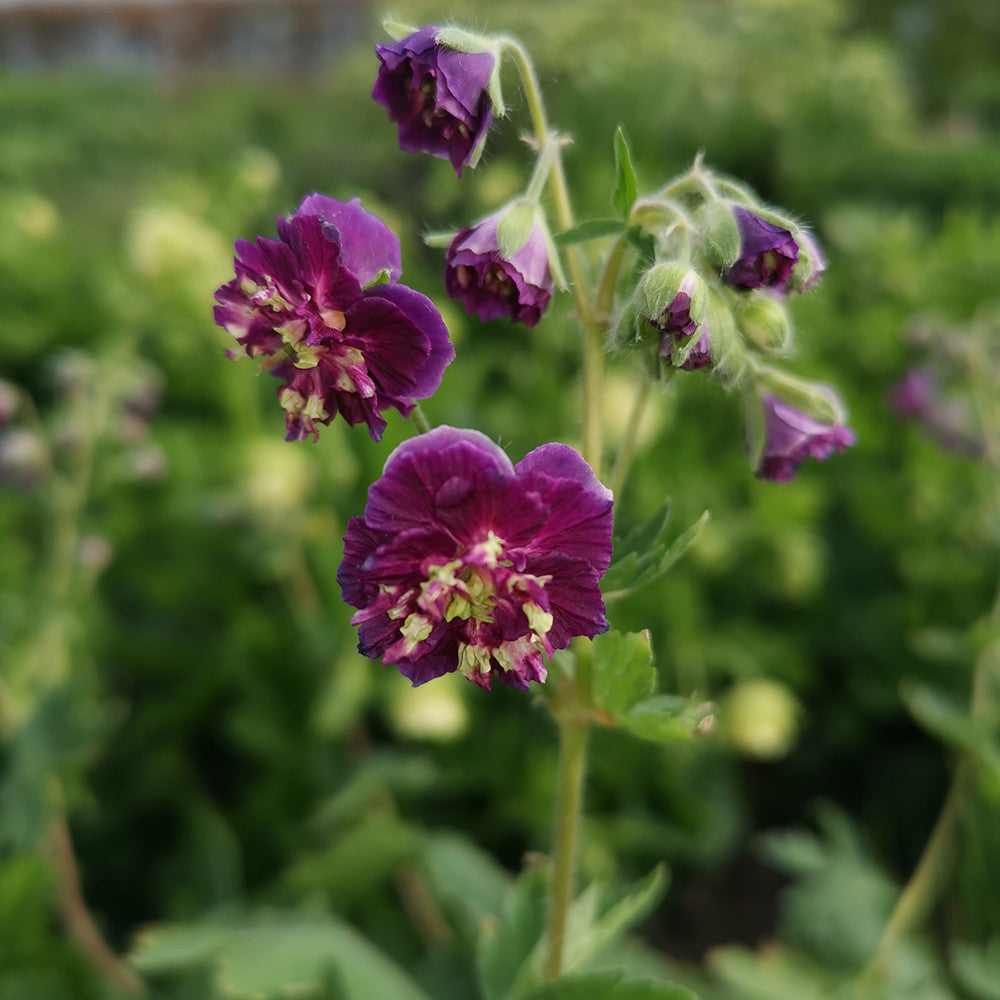 Geranium phaeum 'Joseph Green'