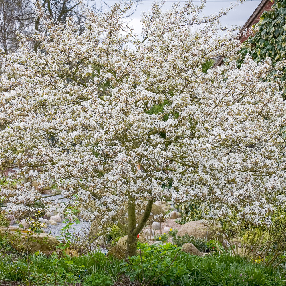 Amelanchier canadensis 'Prince William'