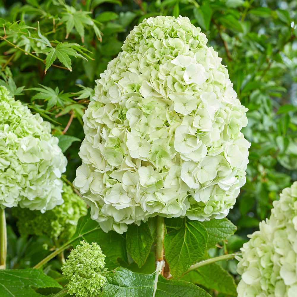 Hydrangea quercifolia 'Tara'