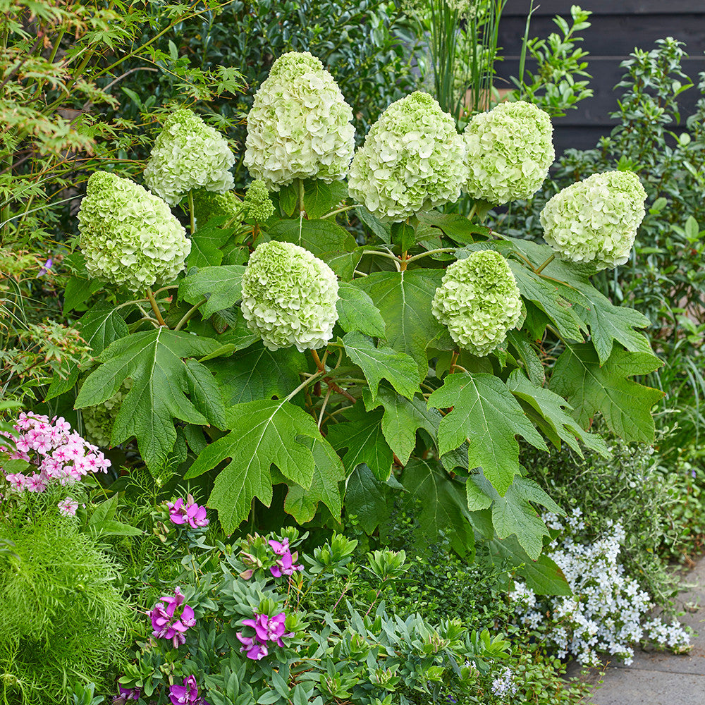 Hydrangea quercifolia 'Tara'