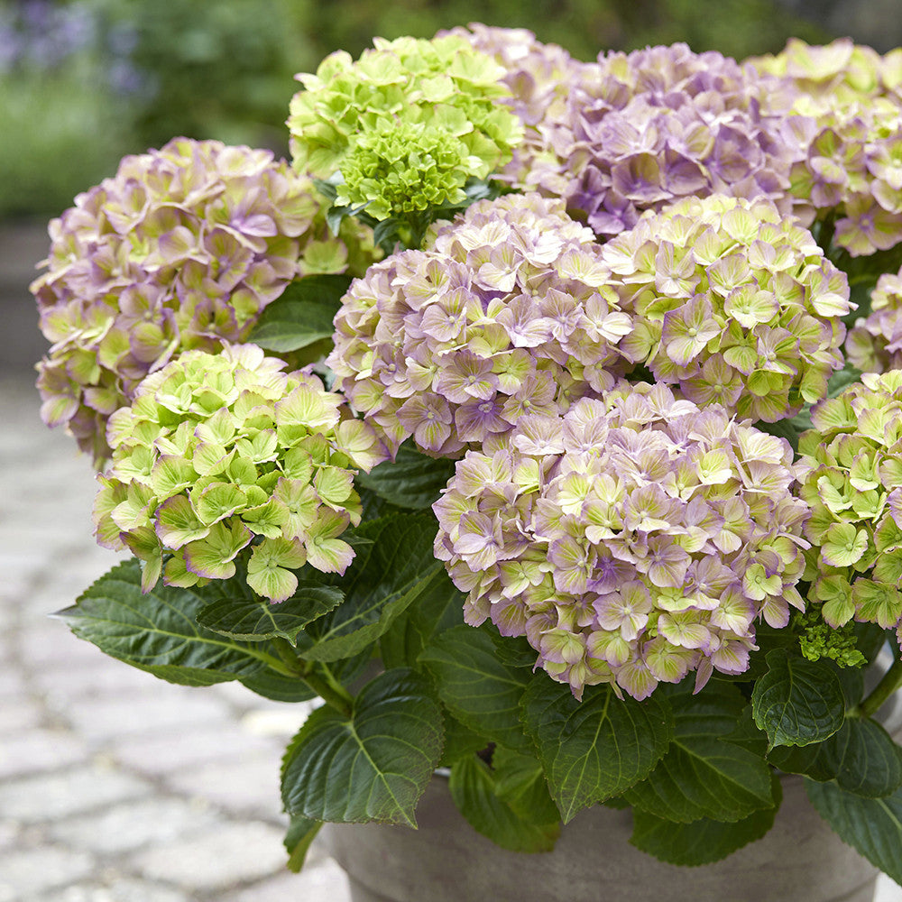 Hydrangea macrophylla 'Rembrandt Bella Pesche'