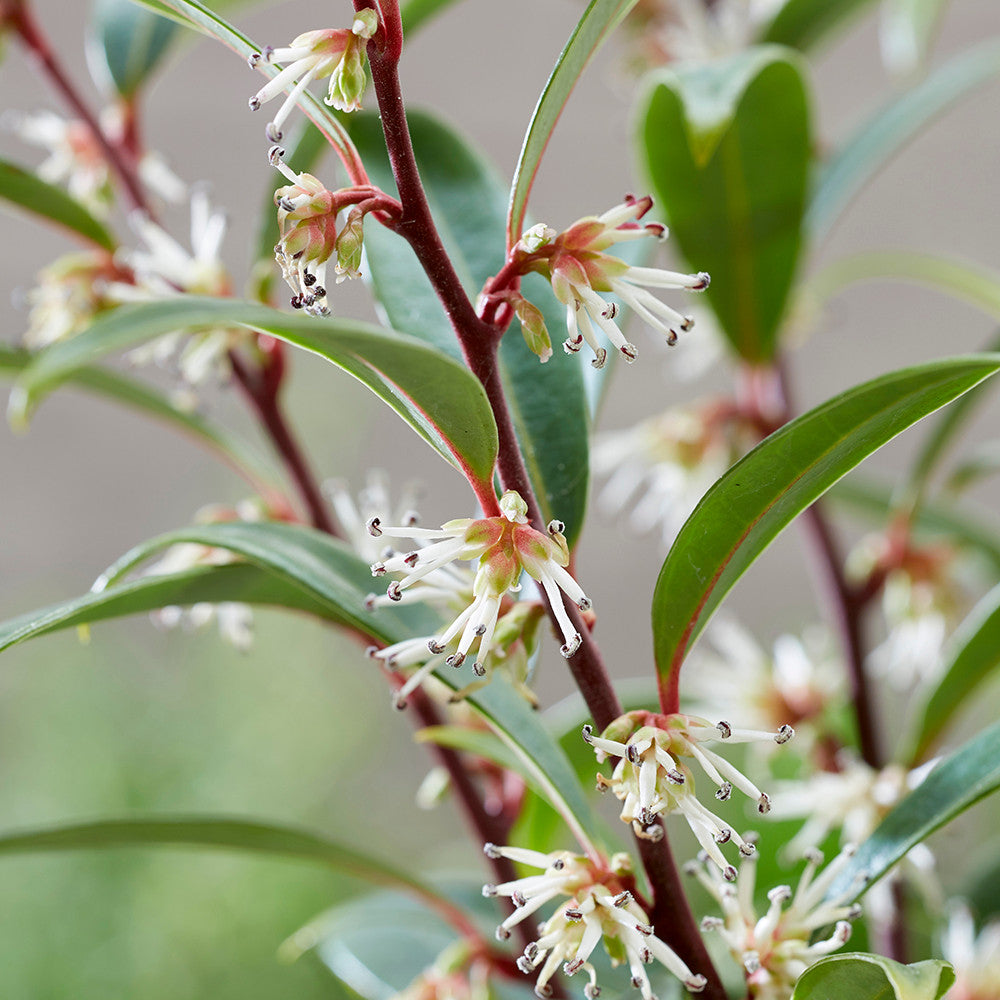 Sarcococca hookeriana 'Purple Gem'