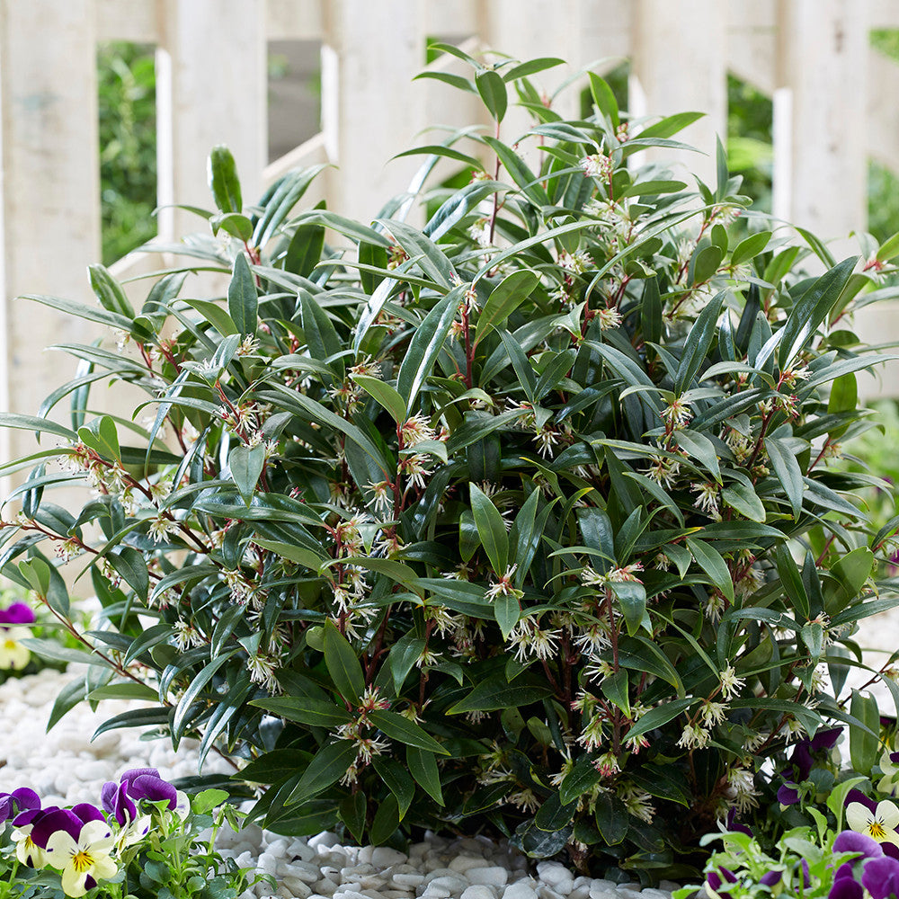 Sarcococca hookeriana 'Purple Gem'