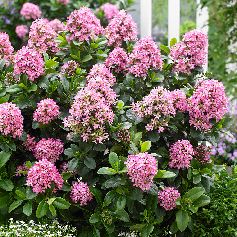 Escallonia laevis 'Pink Elle'