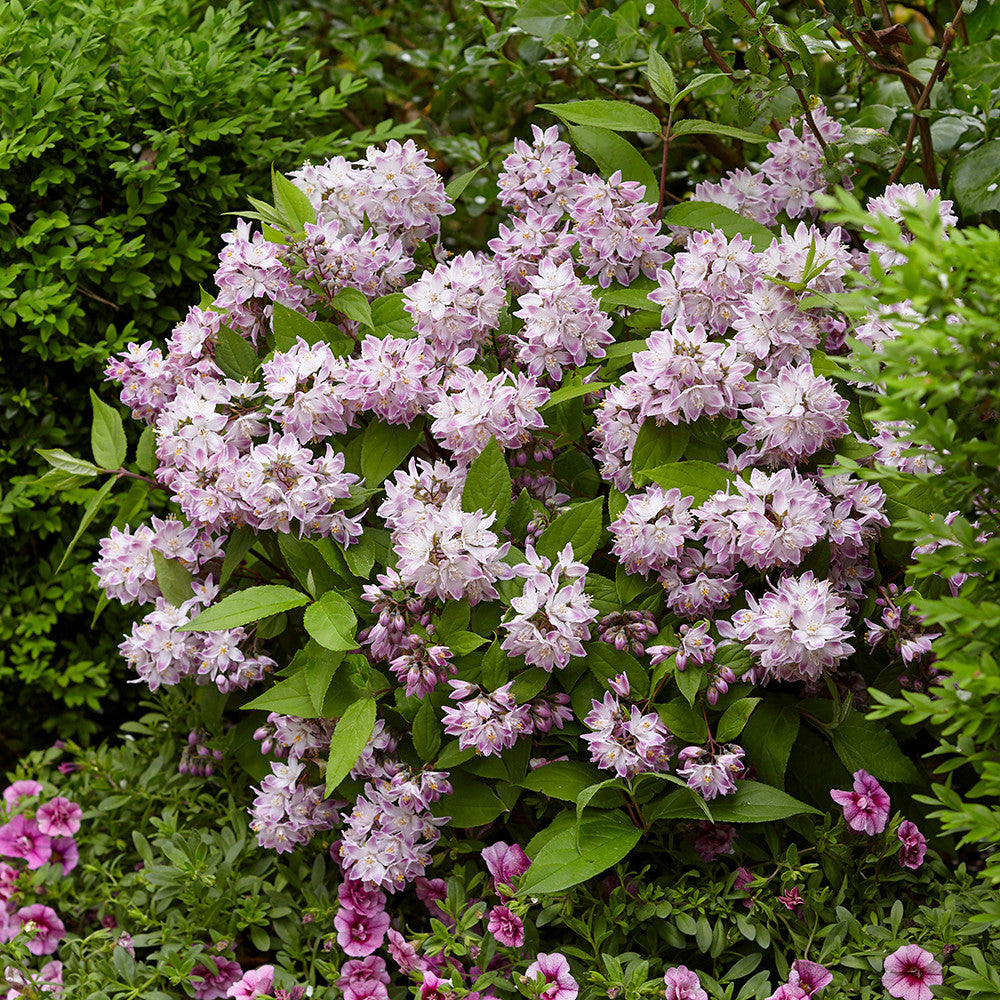 Deutzia 'Raspberry Sundae'