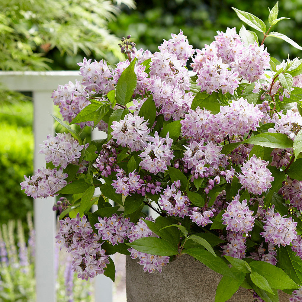 Deutzia 'Raspberry Sundae'