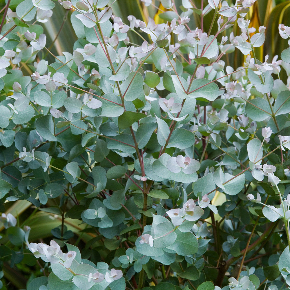 Eucalyptus gunnii 'Azura'