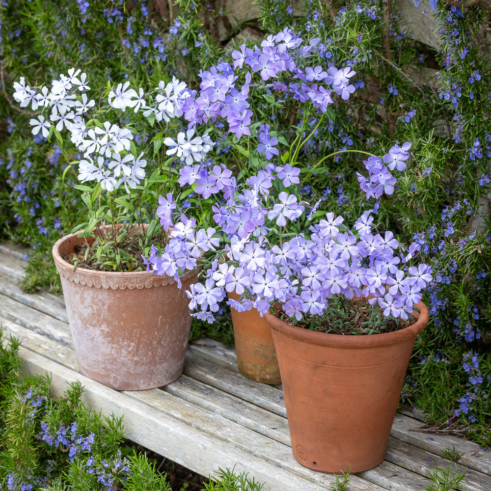 Wild Wood Phlox Collection
