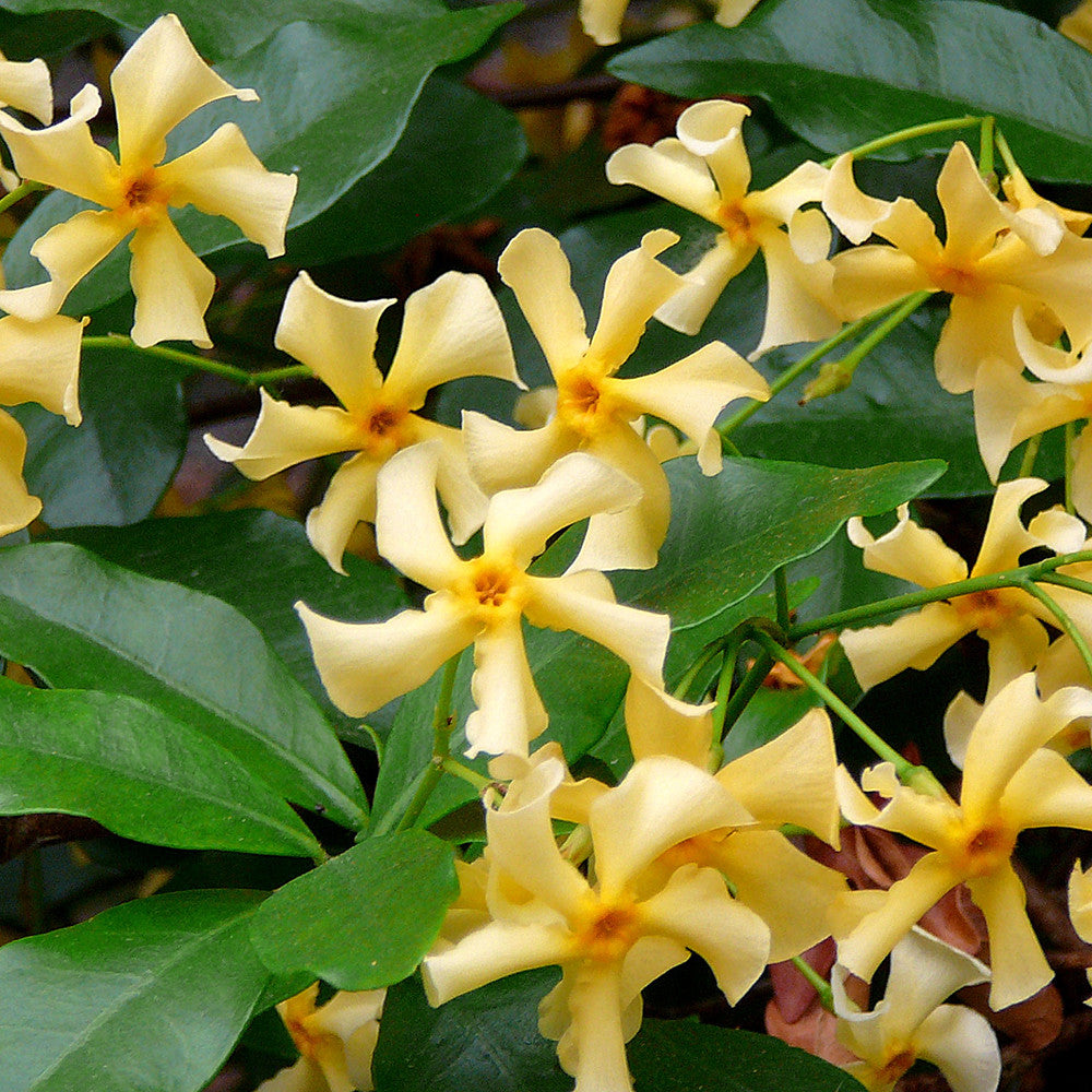 Trachelospermum jasminoides 'Star of Toscana'