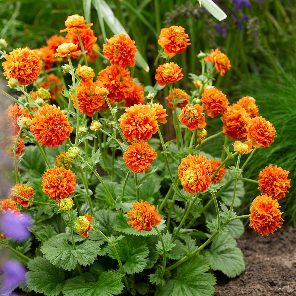 Geum 'Orange Pumpkin'
