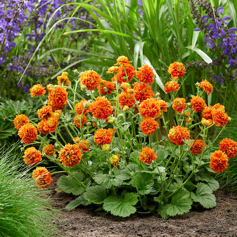 Geum 'Orange Pumpkin'