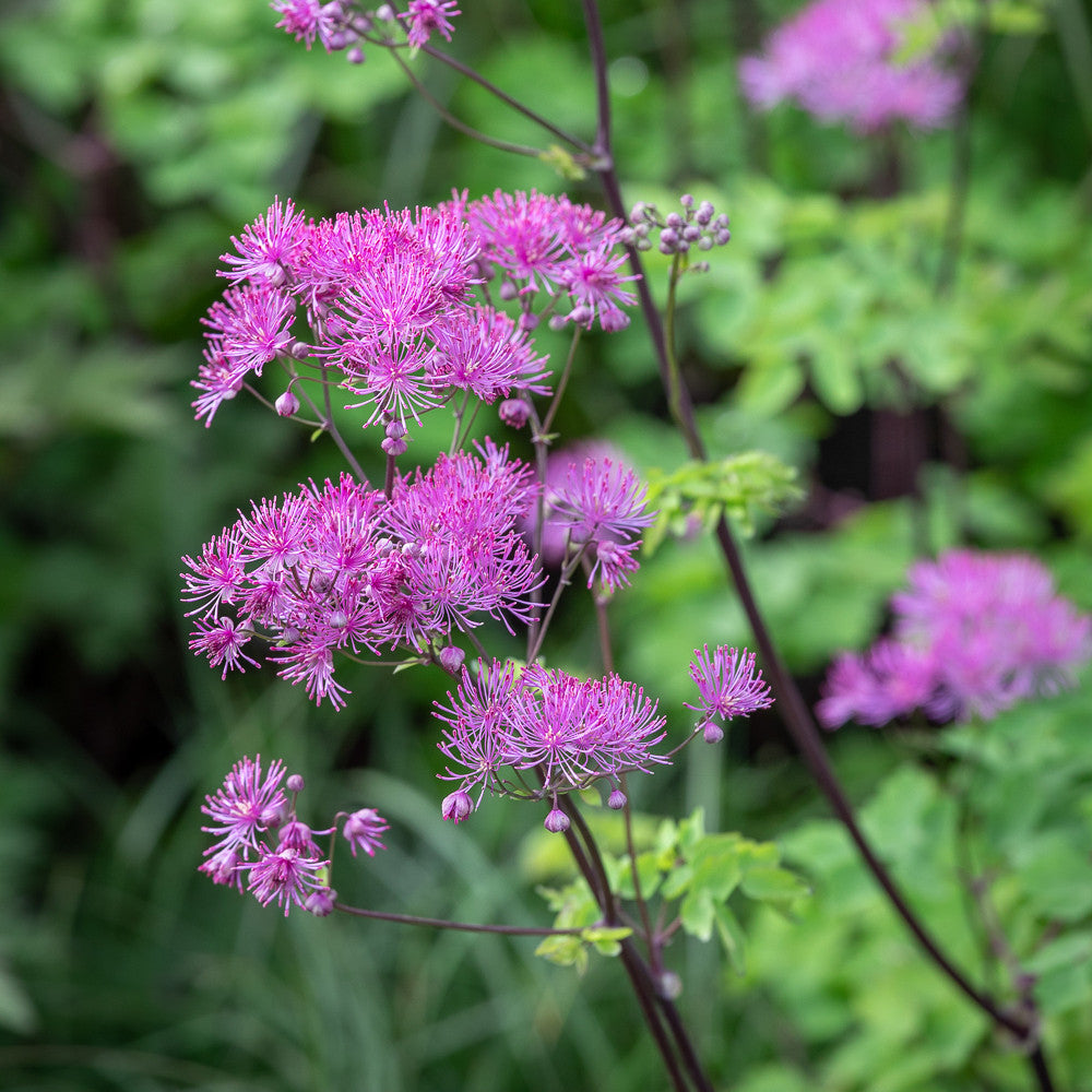 Thalictrum 'Black Stockings'