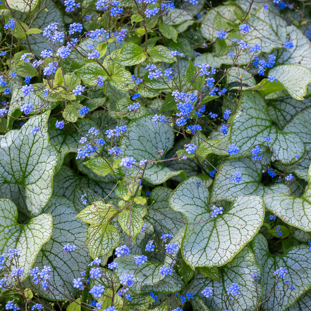 Brunnera macrophylla 'Silver Spear'