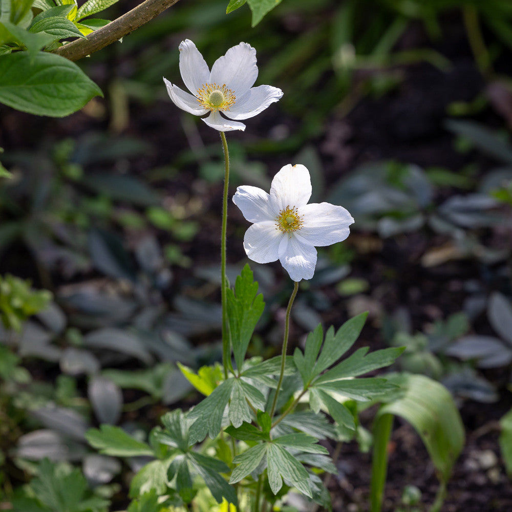 Anemone sylvestris