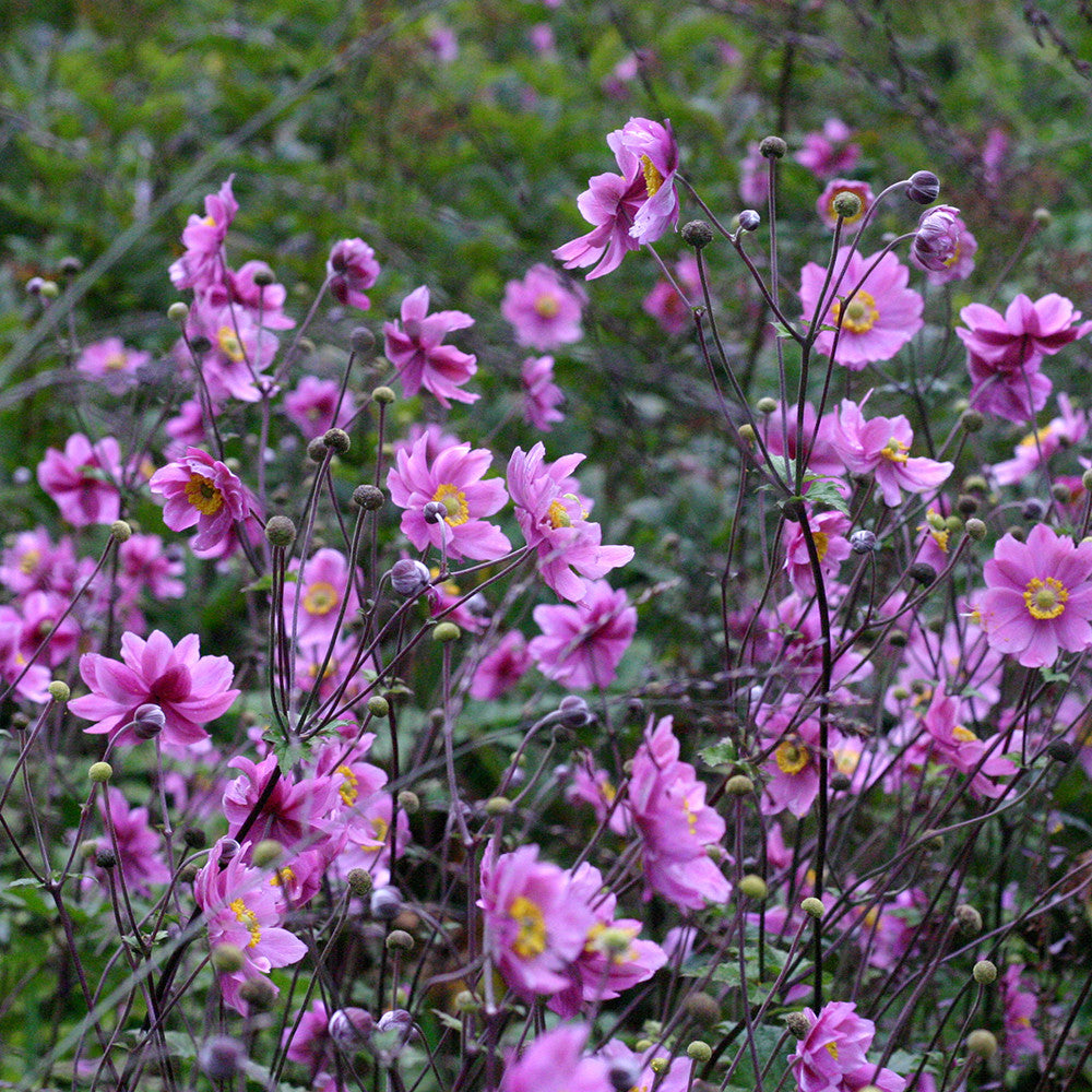 Anemone × hybrida 'Königin Charlotte'