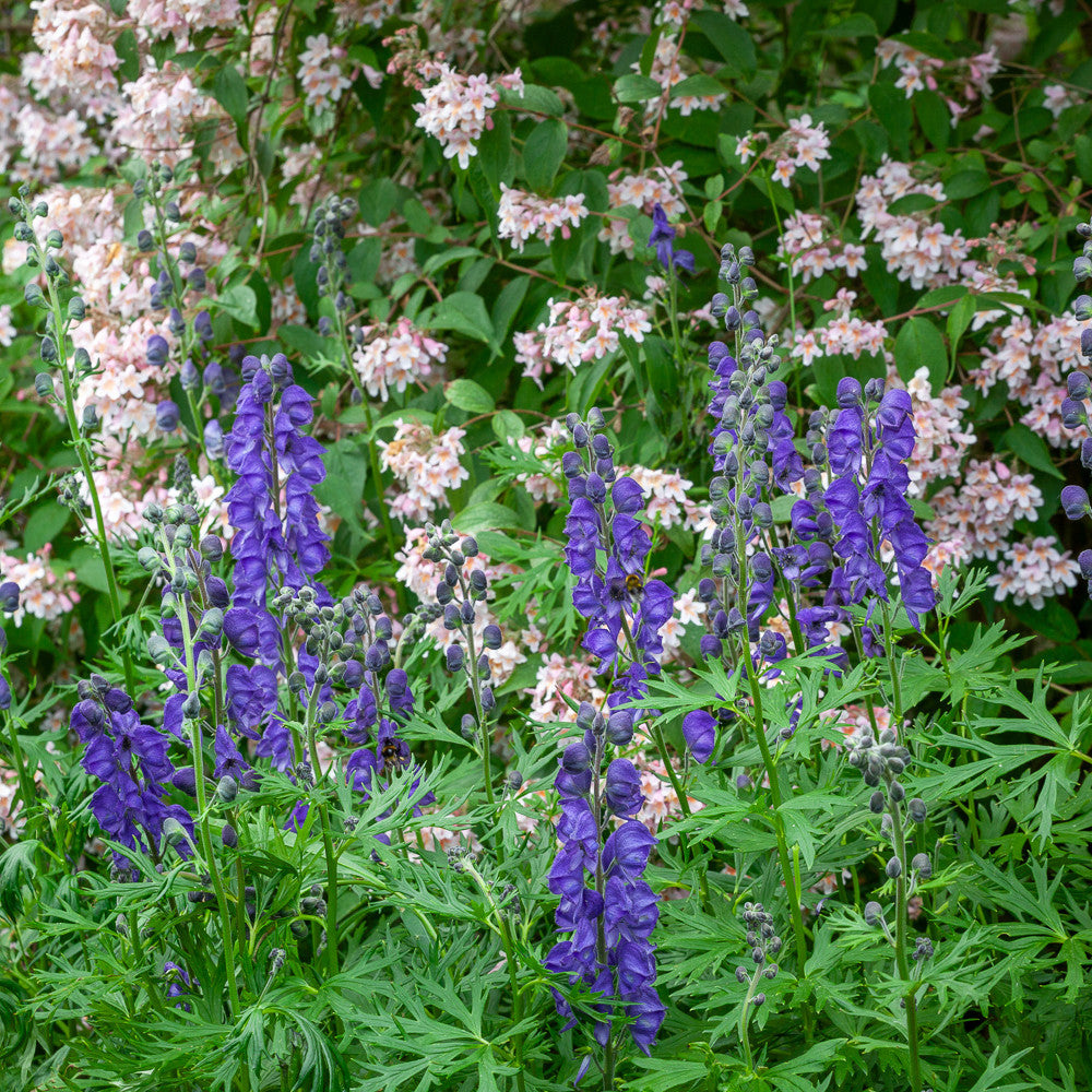 Aconitum napellus