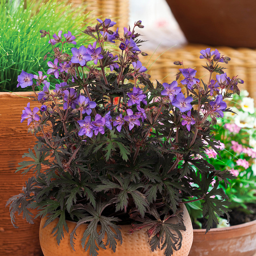 Geranium pratense 'Storm Cloud'