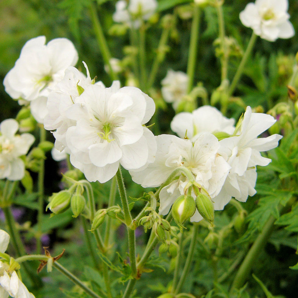 Geranium pratense var. pratense f. albiflorum 'Laura'