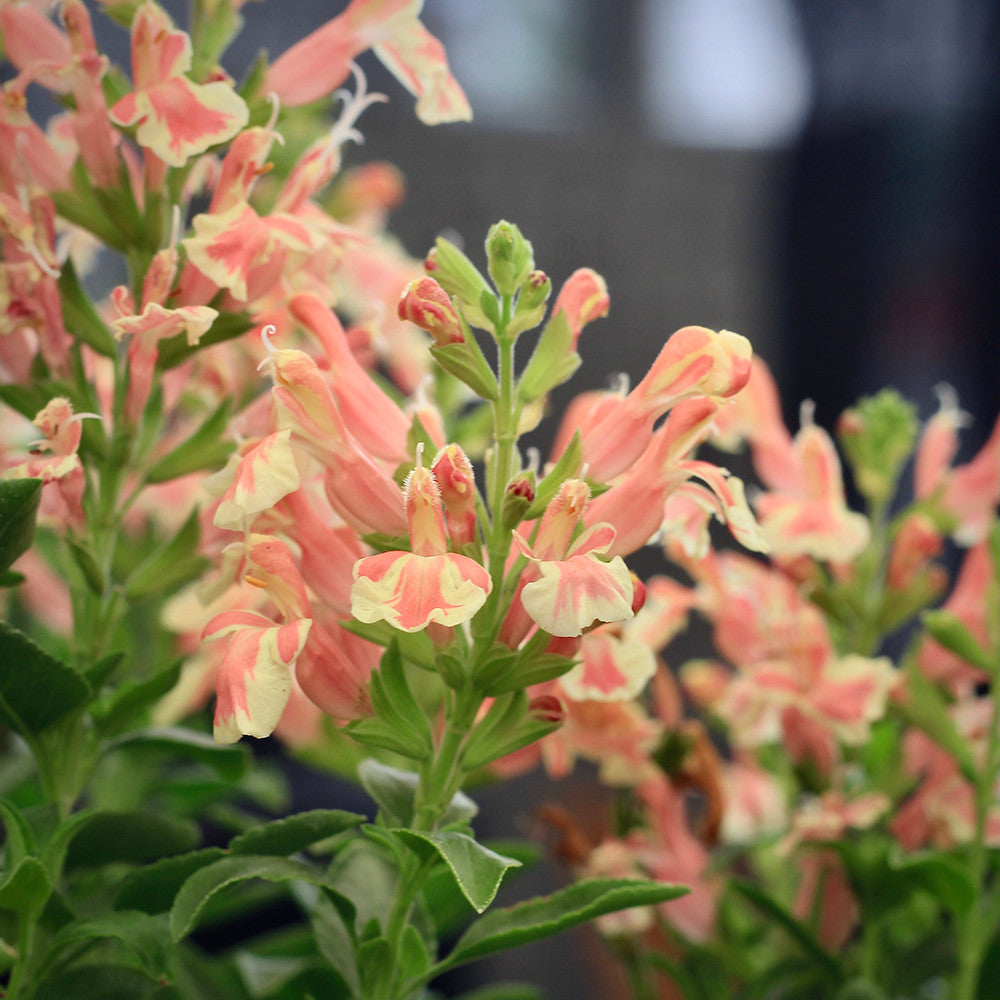 Salvia x jamensis ‘Belle De Loire