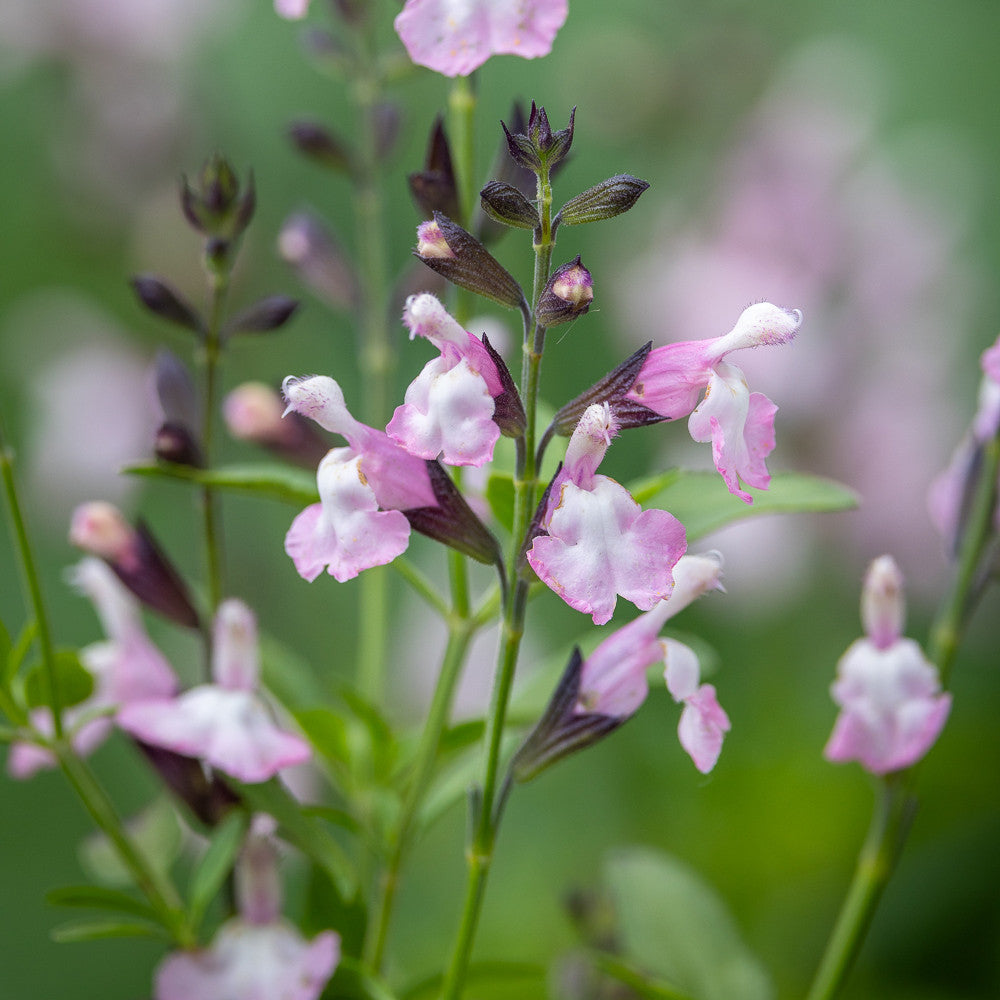 Salvia x jamensis ‘Belle De Loire